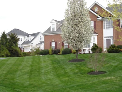 Healthy lawn with good soil