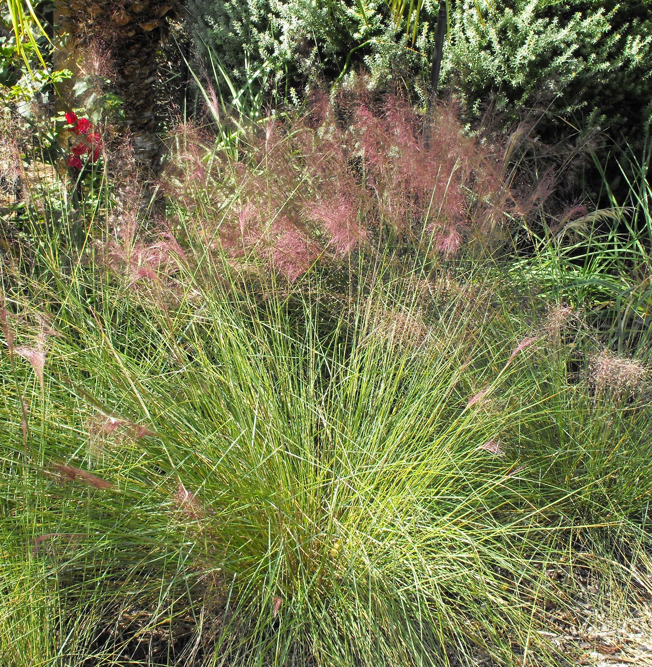 Muhlenbergiacapillaris pink muhly grass CC