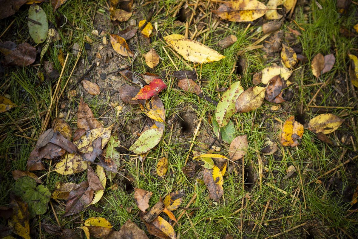 core aeration plugs and fall leaves on grass