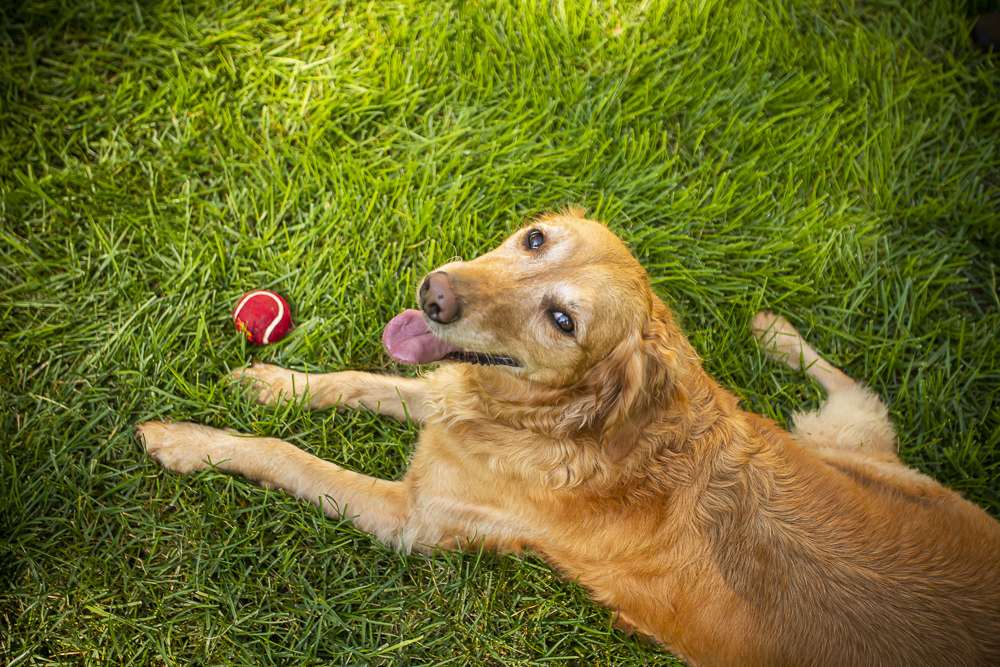 dog laying in green grass