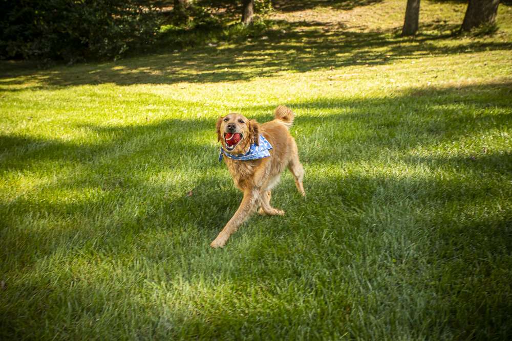 golden retriever runs in grass