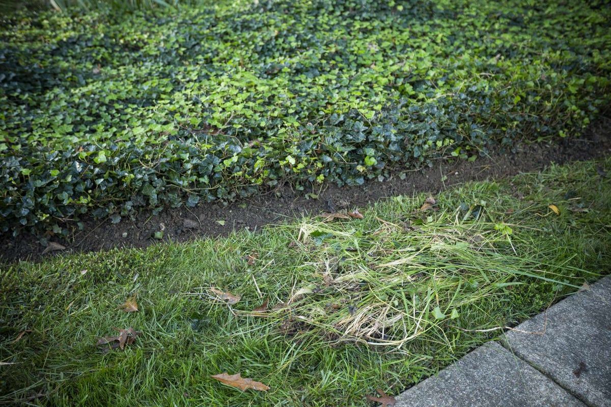 pile of weeds near landscape bed