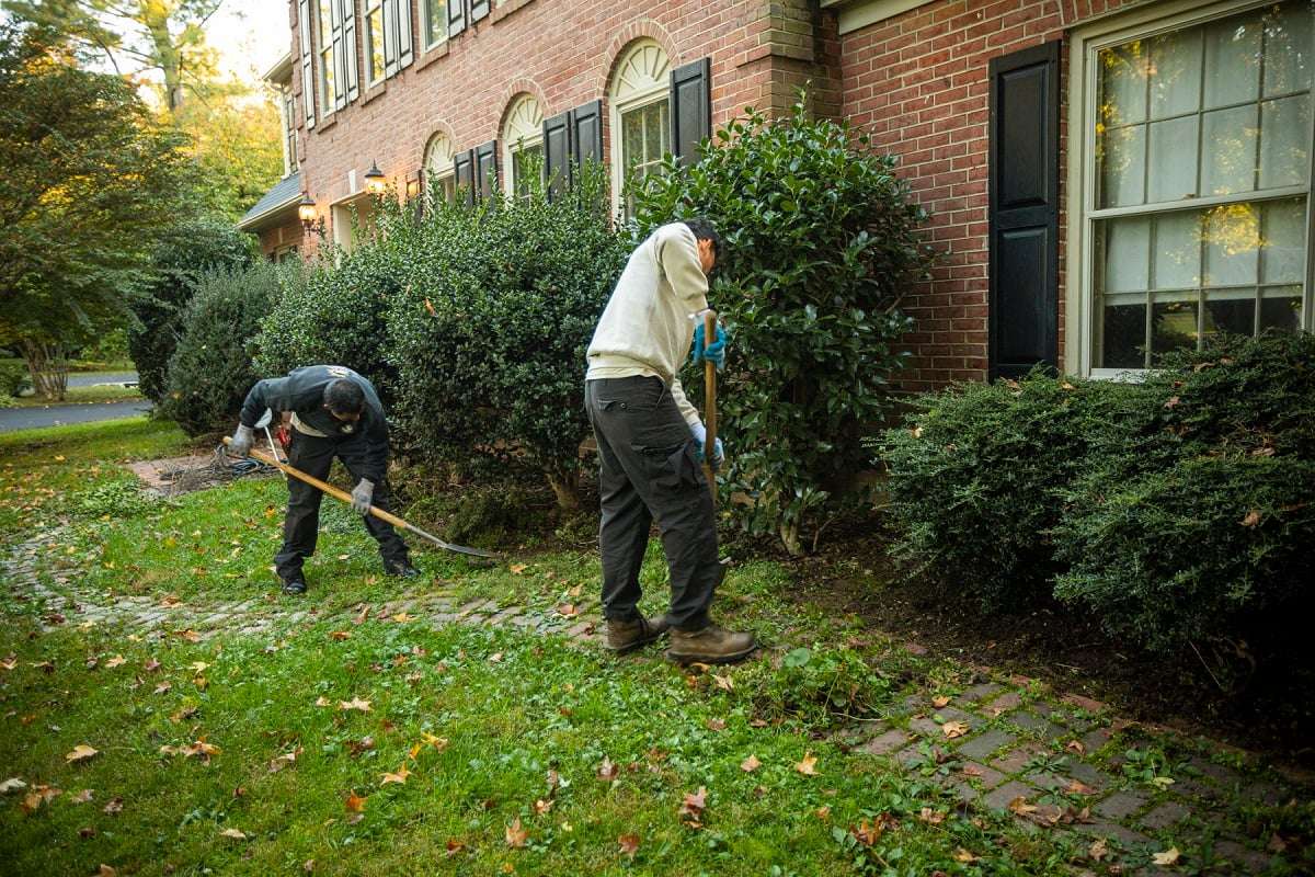 landscape maintenance team rakes landscape bed filled with weeds