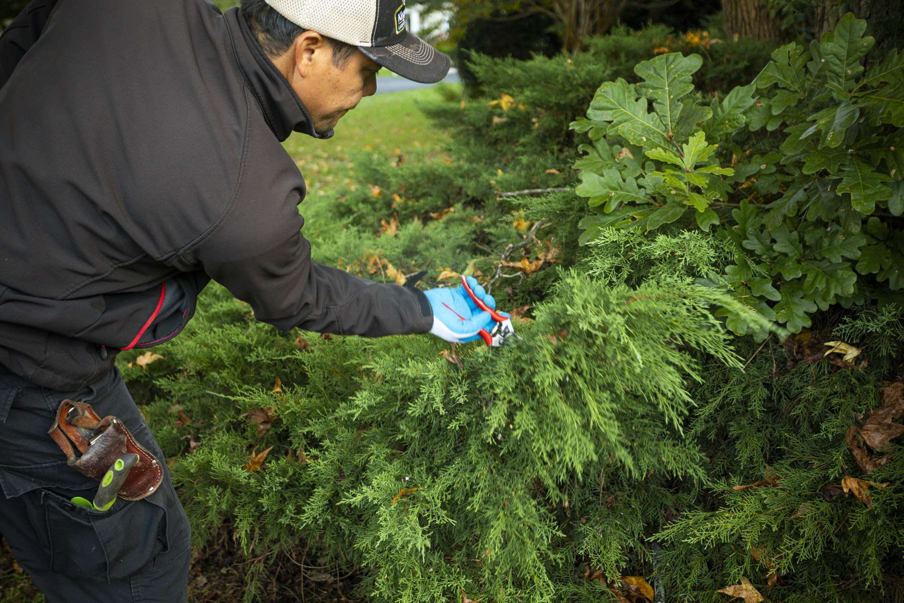 landscape maintenance technician hand-pruning a juniper evergreen shrub