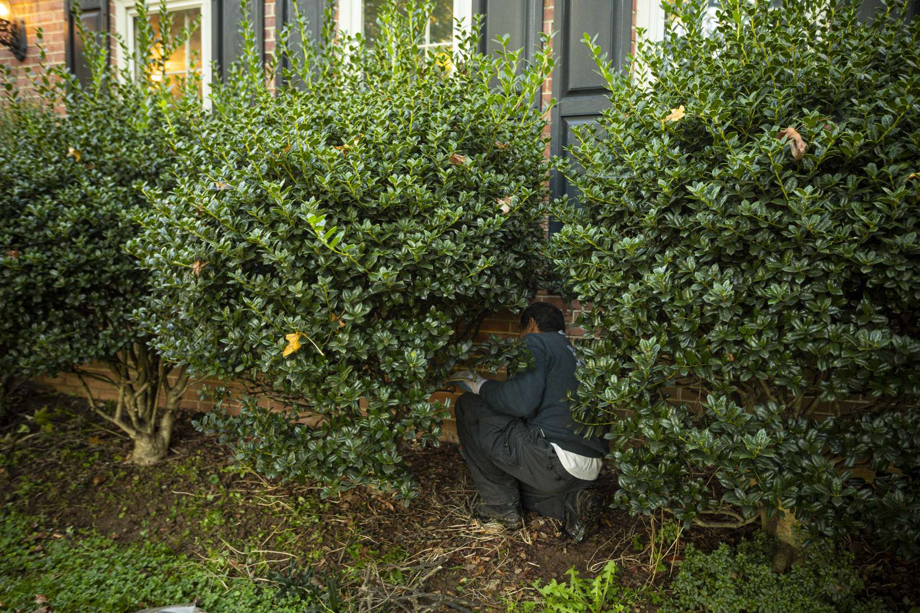 technician pruning shrubs