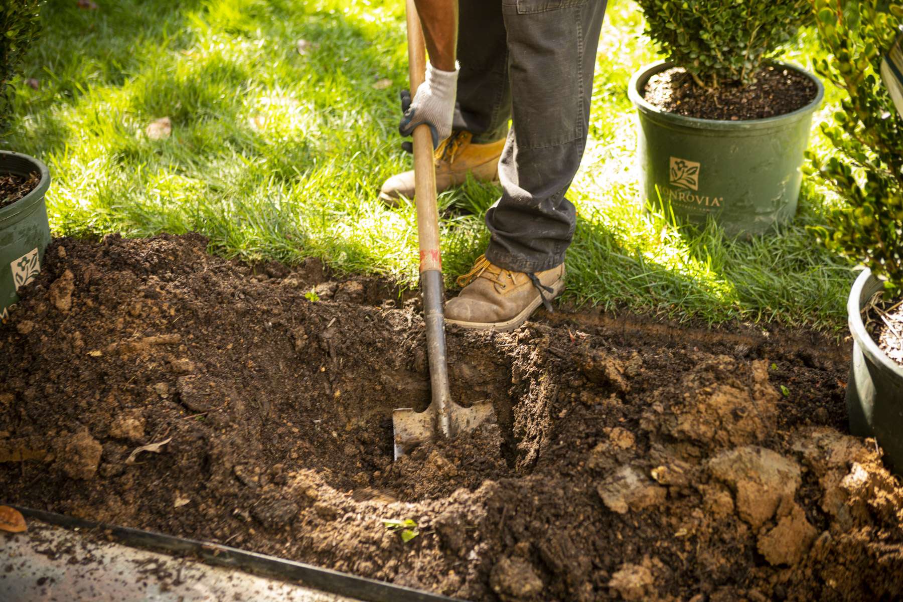 landscape team technician planting shrubs in a border planting bed