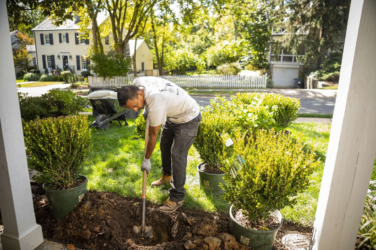 Kingstowne landscape team technician shrub perennial plant planting installation 8