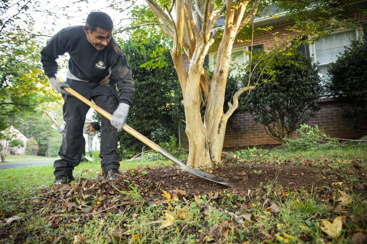 lawn maintenance crew clean up leaves and mulch around tree