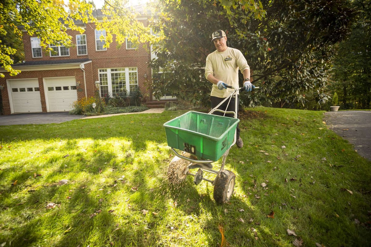 lawn care expert overseeds lawn