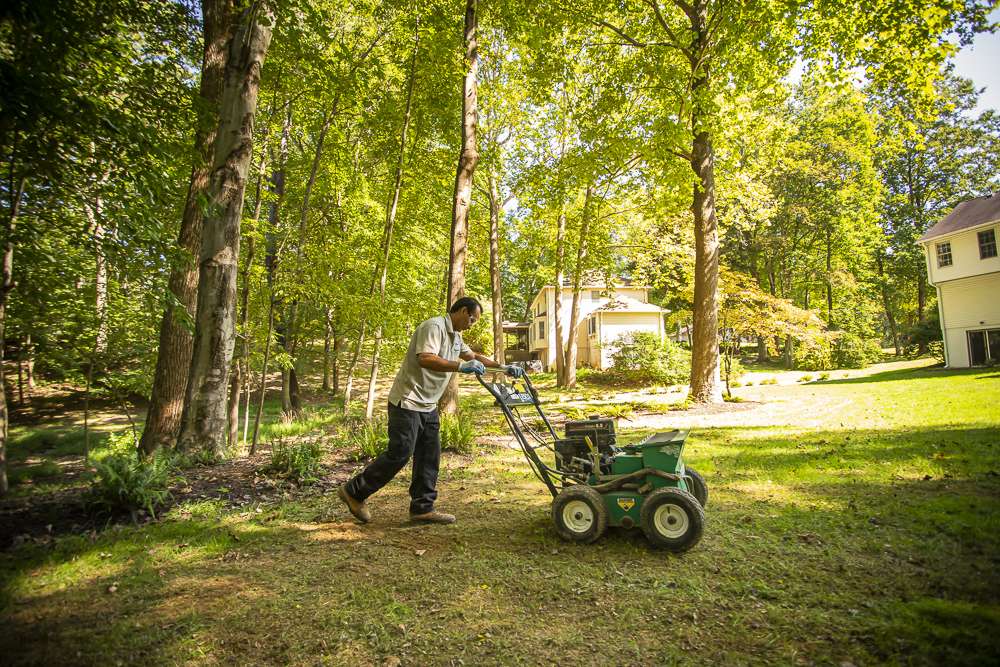 lawn care professional slit seeding lawn