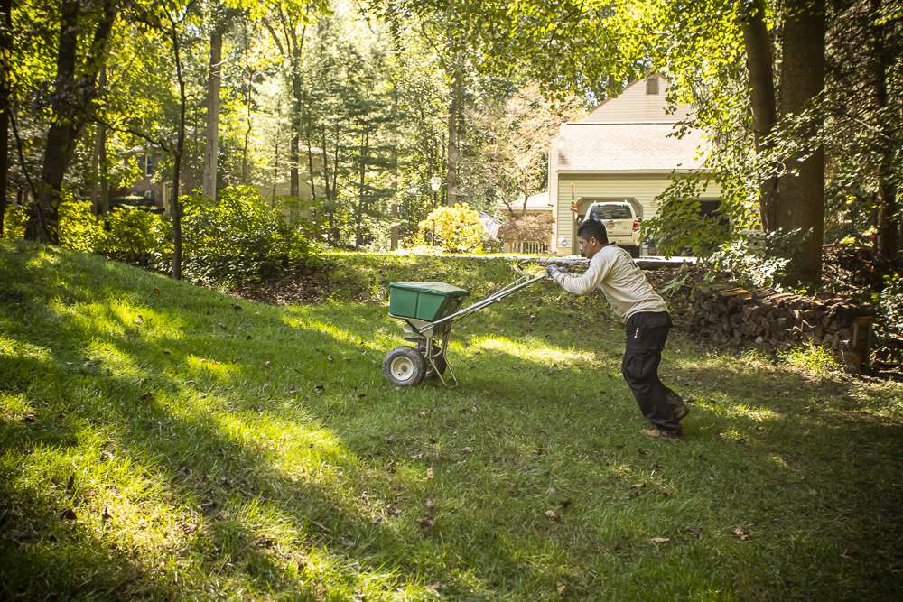 Kingstowne team lawn overseeding