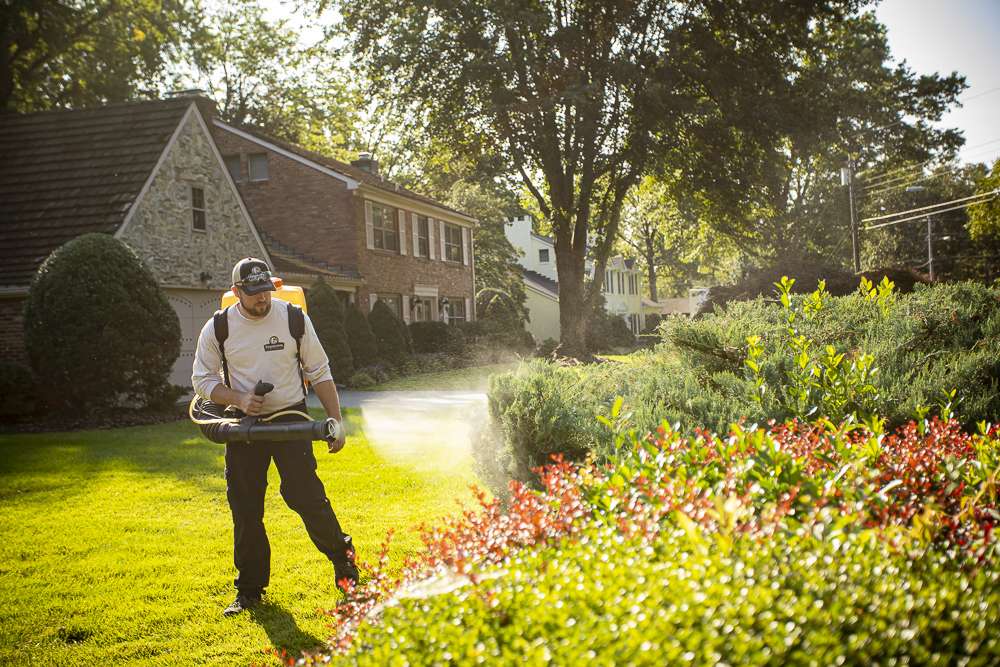 pest control technician sprays shrub for mosquito