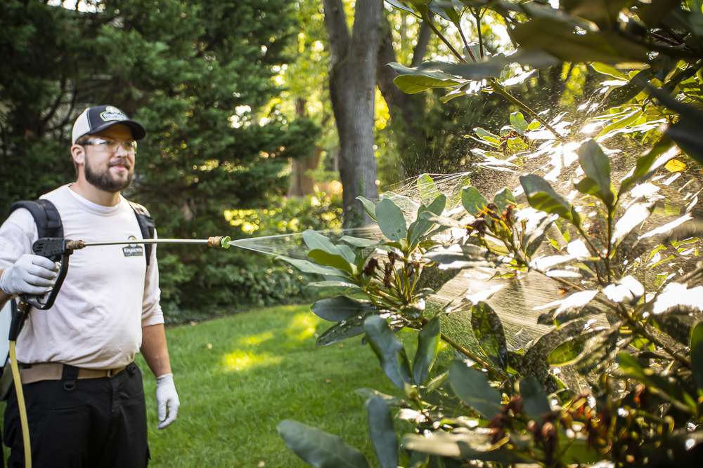 Landscape maintenance technician spraying shrubs