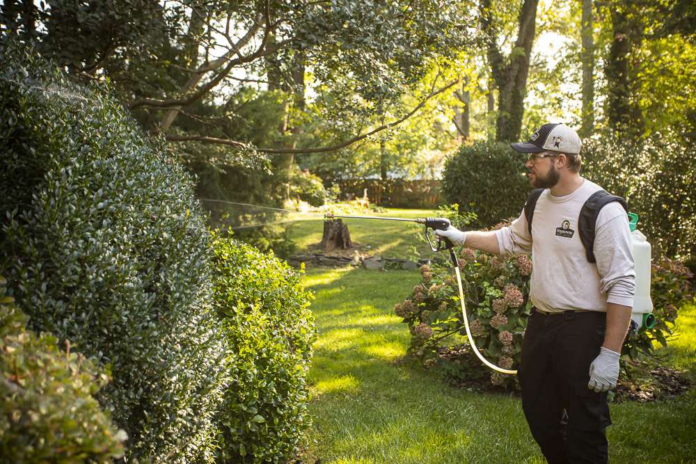 pest control technician sprays shrubs for pests