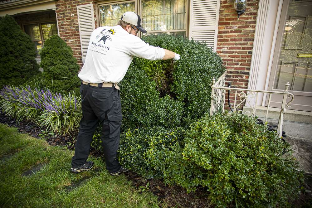 plant health care technician inspects bush