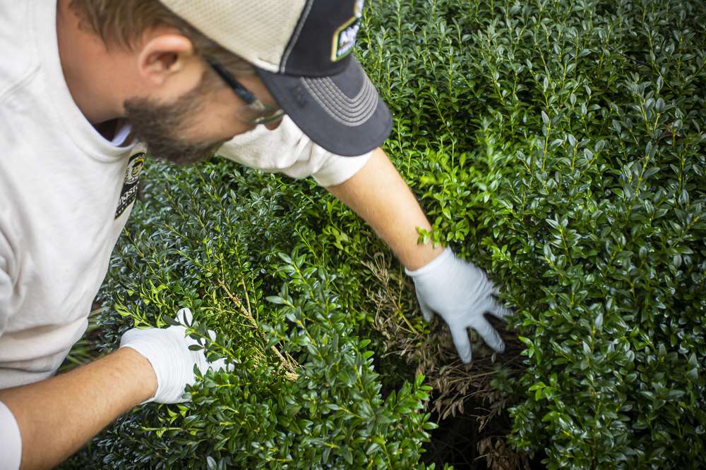 plant health care technician inspects boxwood