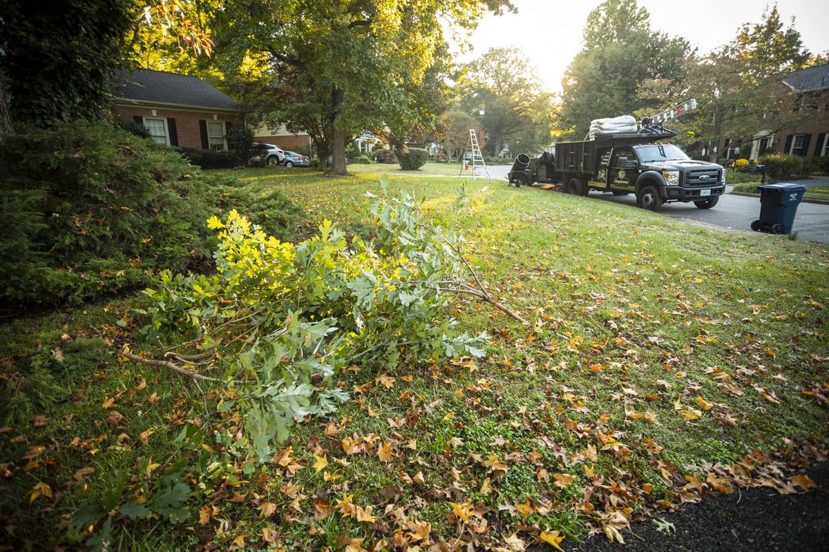 leaves and branches on grass during fall clean up