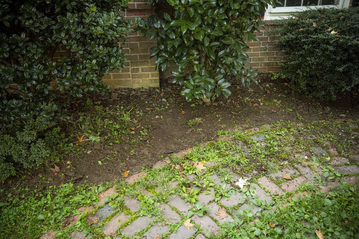 Weeds growing between pavers