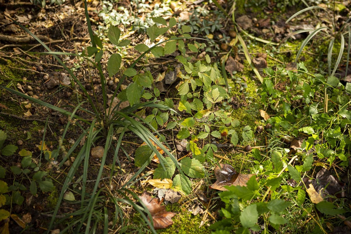 weeds in landscape bed