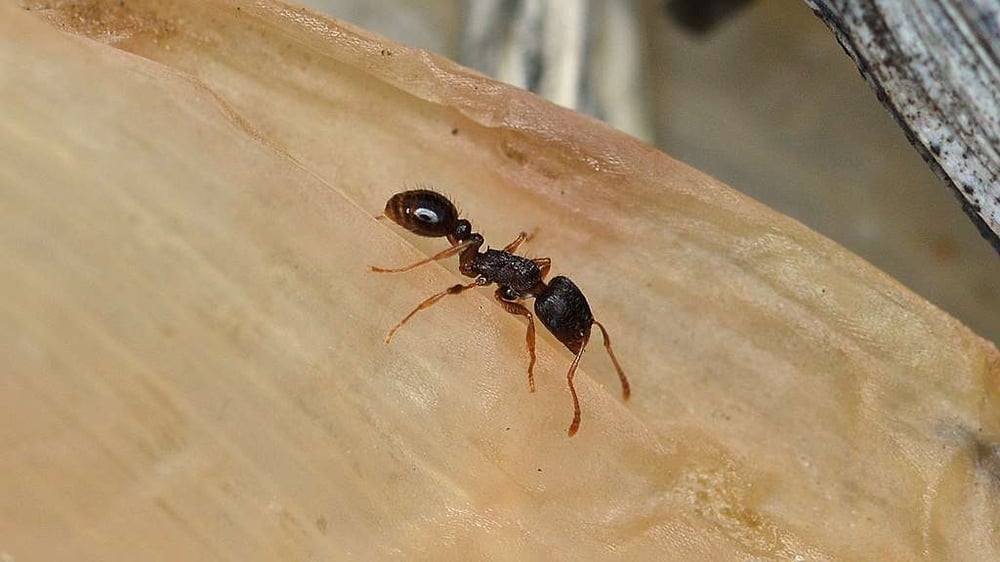 Pavement ant in Virginia