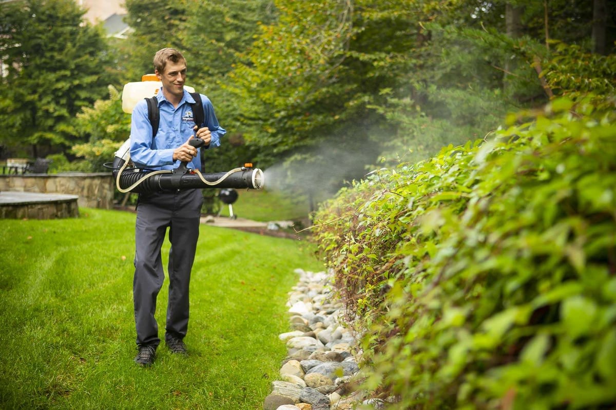 pest control technician sprays bushes along property line for mosquitoes