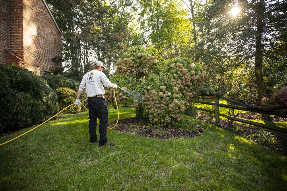 plant health care team sprays hydrangea trees