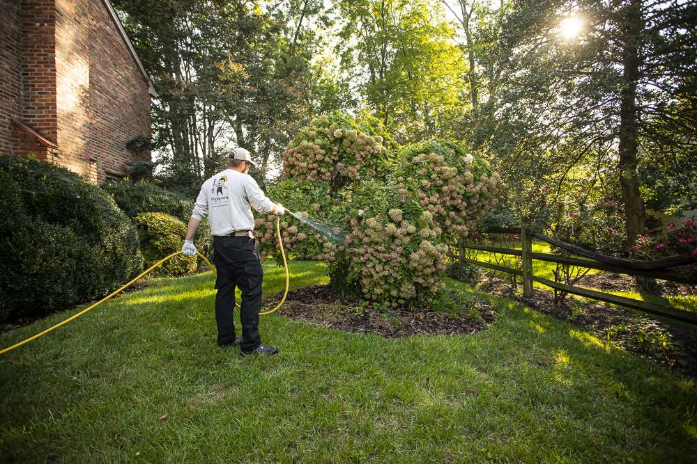 plant health care technician spraying plant