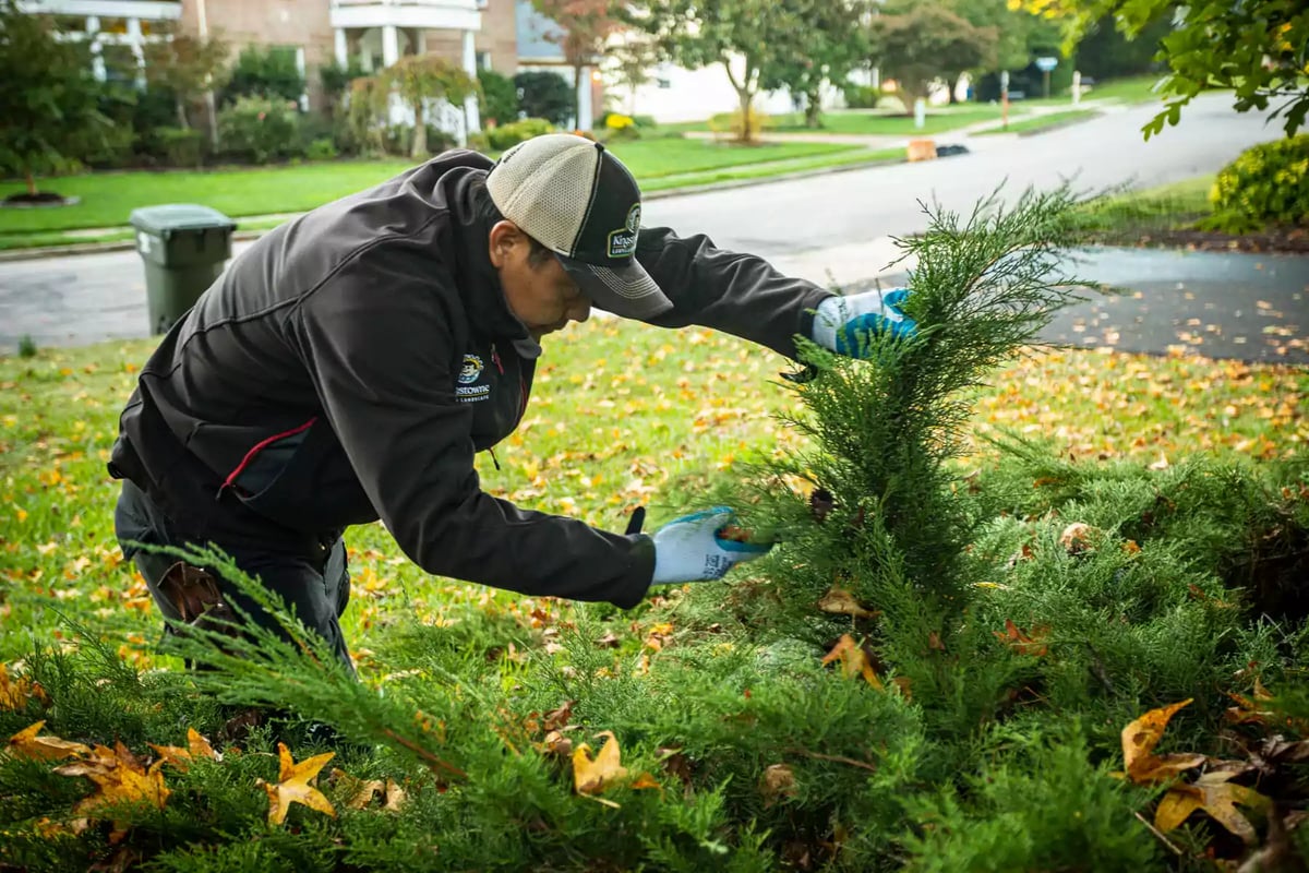 landscape technician prunes shrub in fall