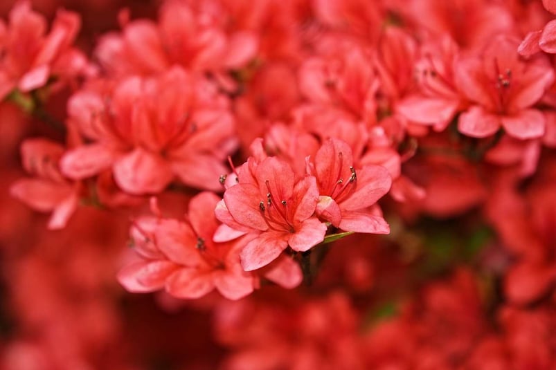 red flowering azalea closeup
