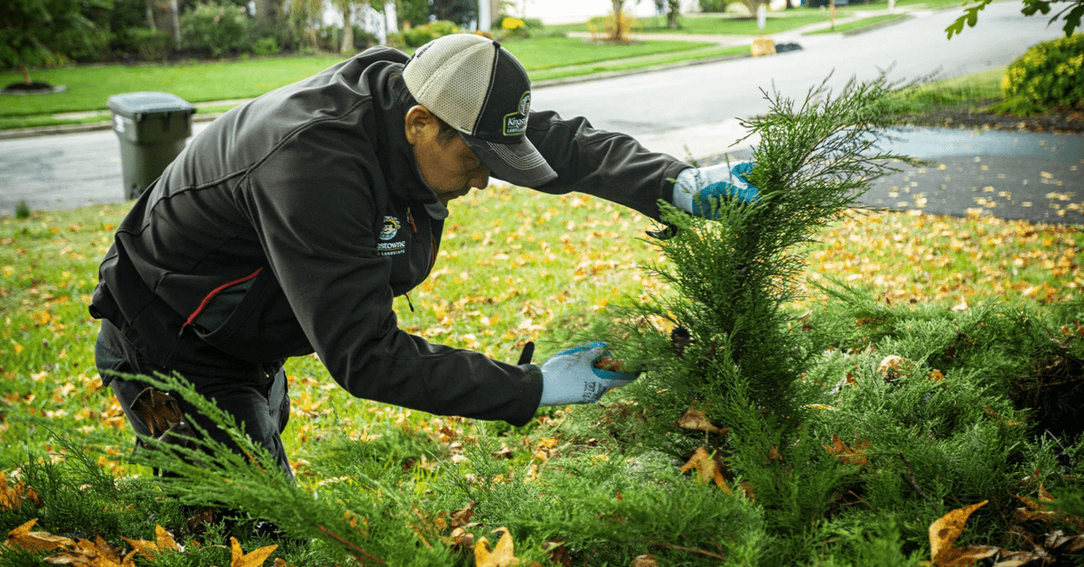 landscape maintenance expert prunes shrub