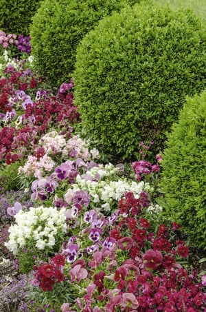 Flowers and green shrubs