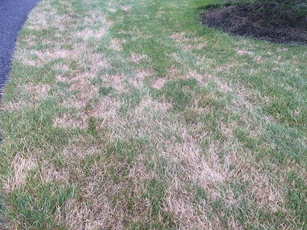 Lawn with brown patches from turf disease