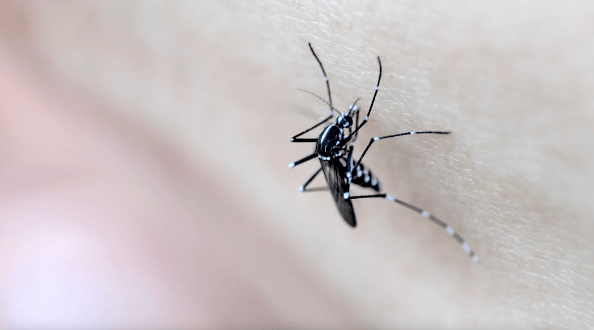 mosquito on skin