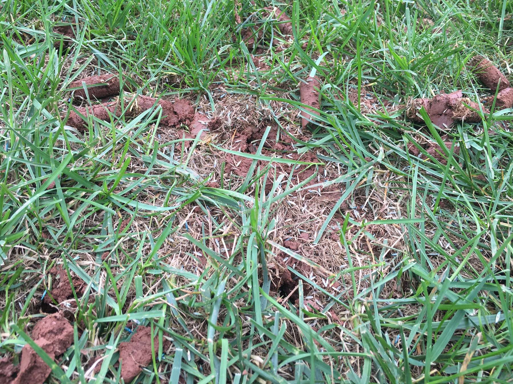 aeration holes plugs and seed 1