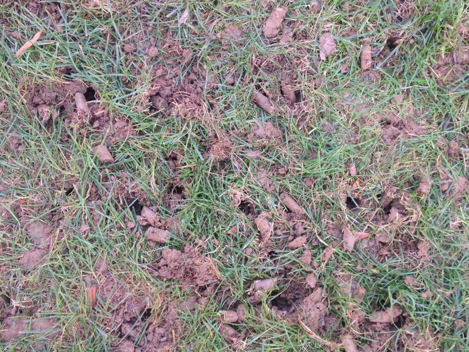 aeration plugs in lawn