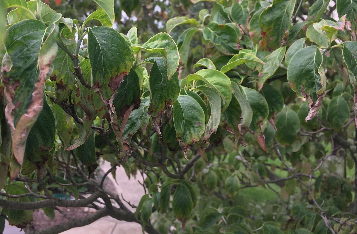 anthracnose on Dogwood