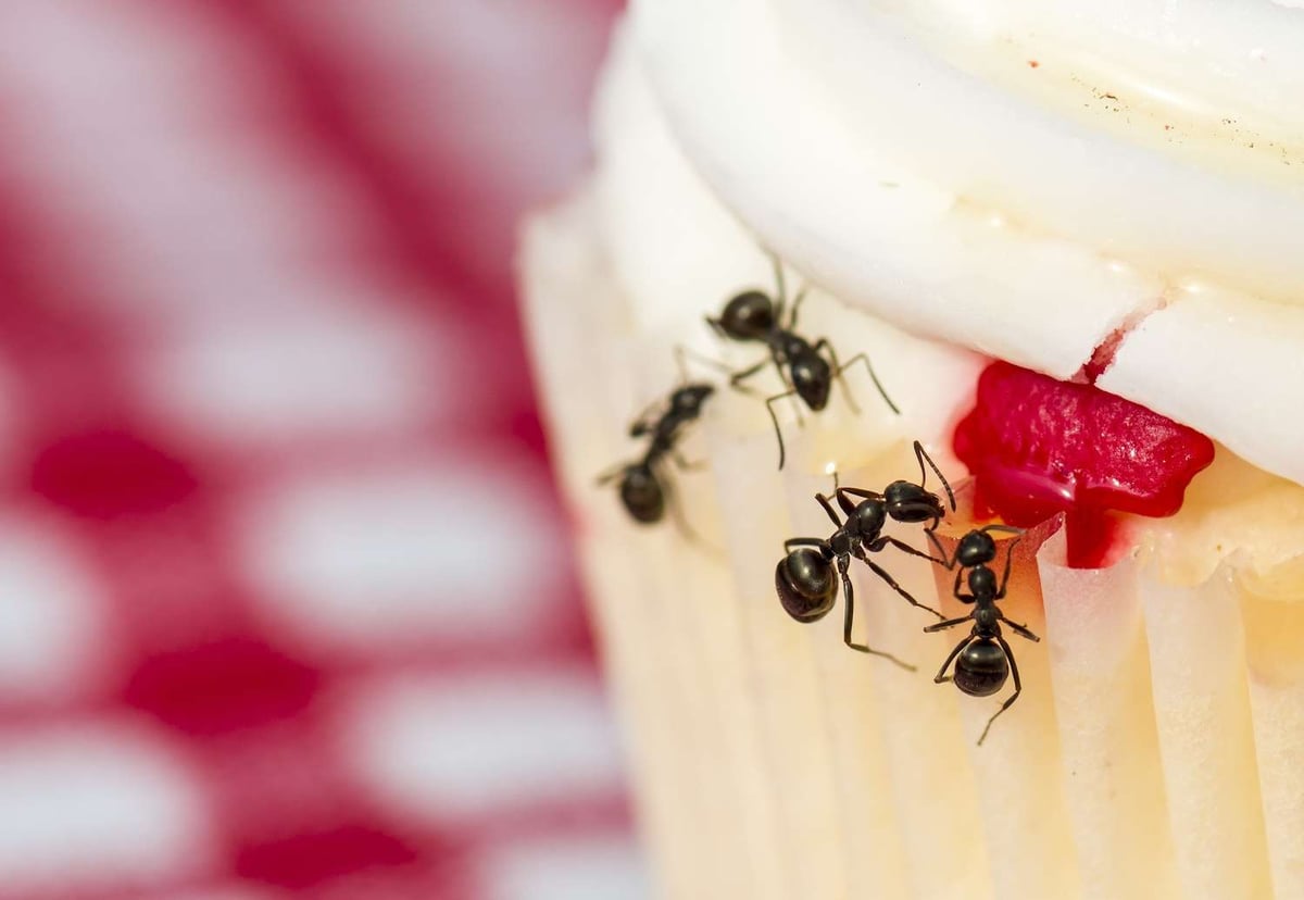 ants eating cupcake