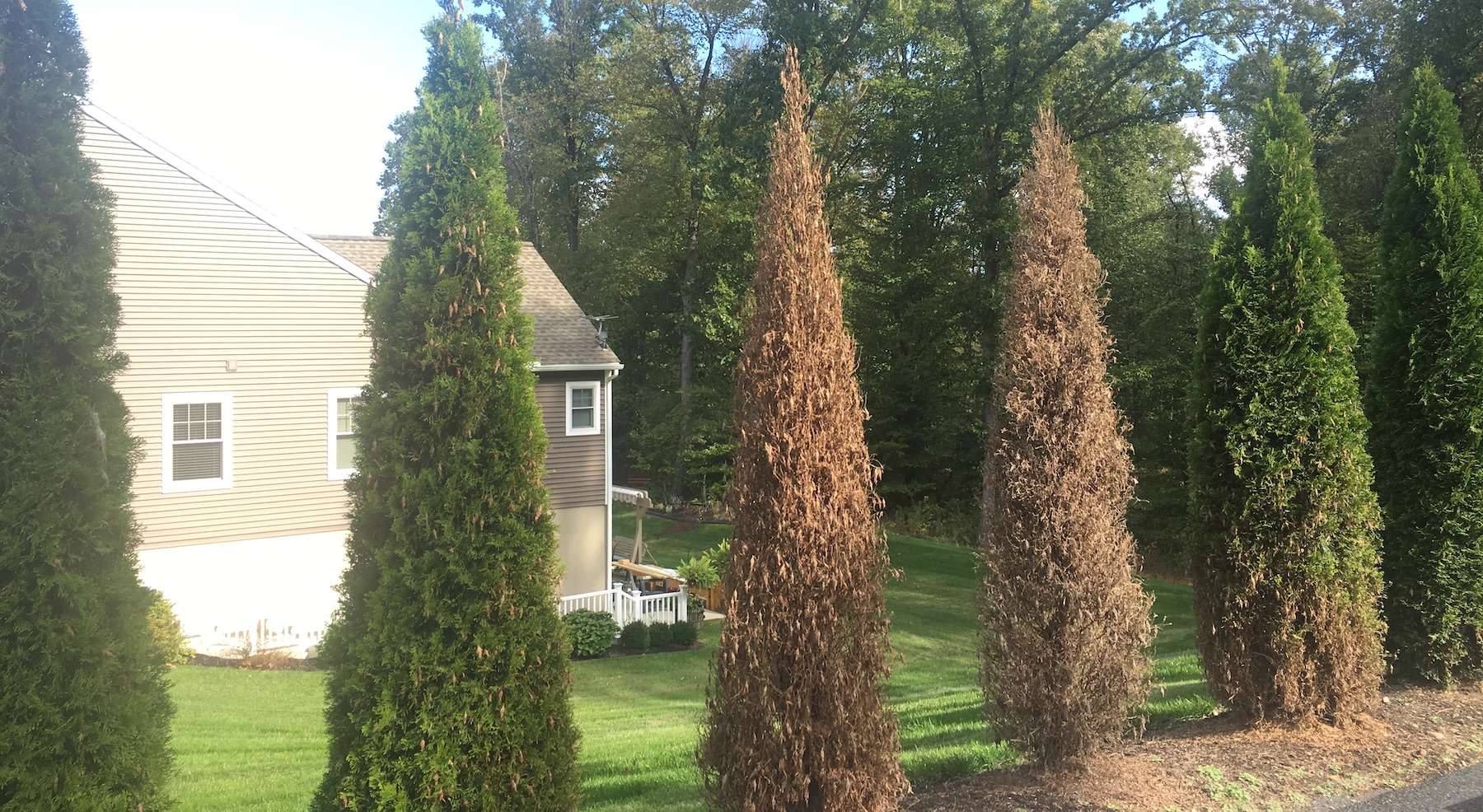 10 Questions to Determine If Your Shrubs and Trees Can Be Revived