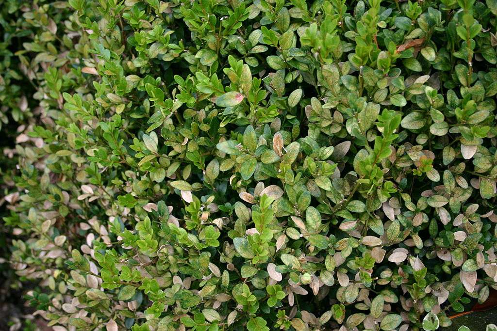 boxwood mite damage