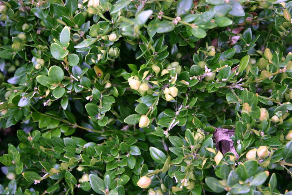 boxwood psyllid damage