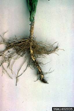boxwood root rot