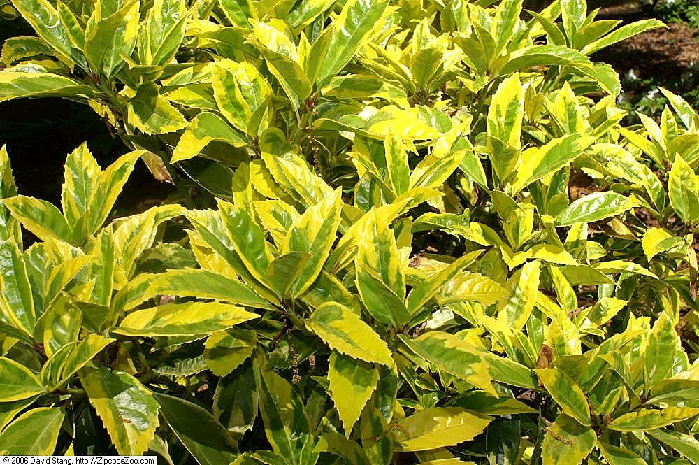 Japanese Laurel (Aucuba japonica) CC