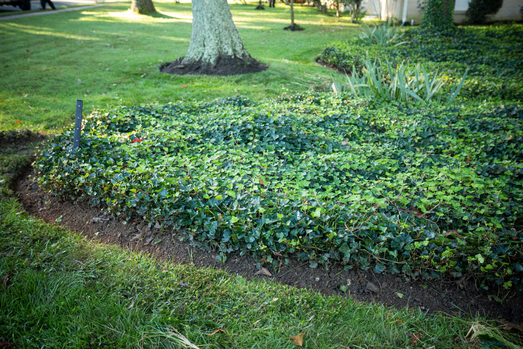 Kingstowne ivy bed edging lawn