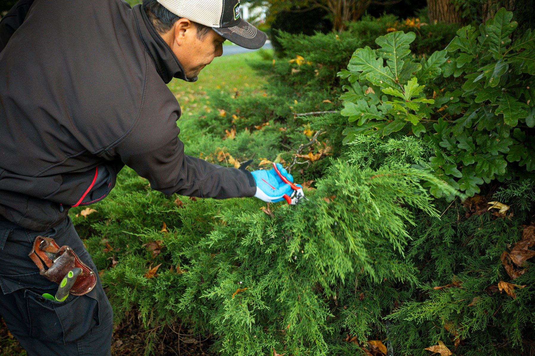 Kingstowne landscape maintenance team technician shrub pruning 3