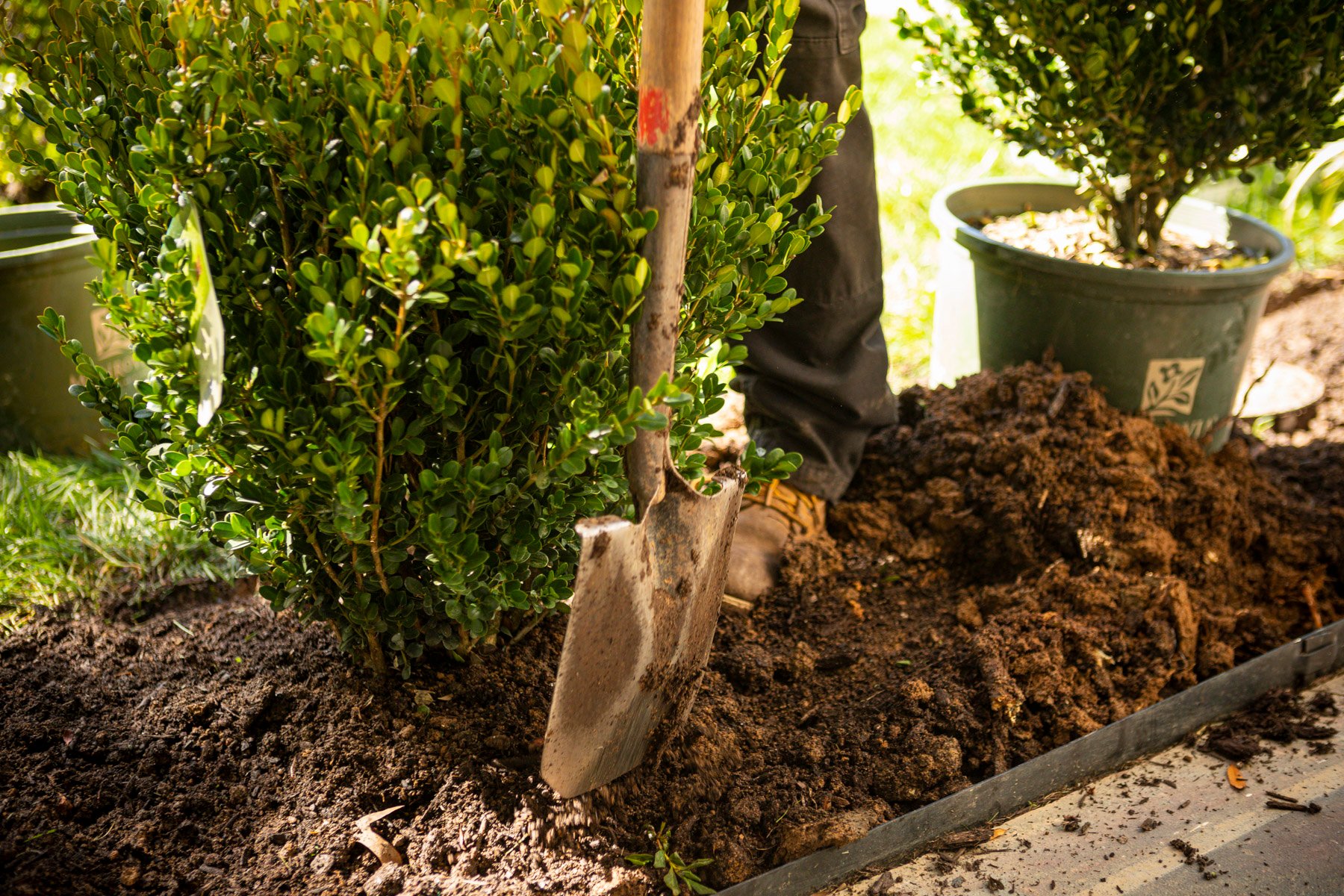 Kingstowne landscape team technician shrub perennial plant planting installation boxwoods 12