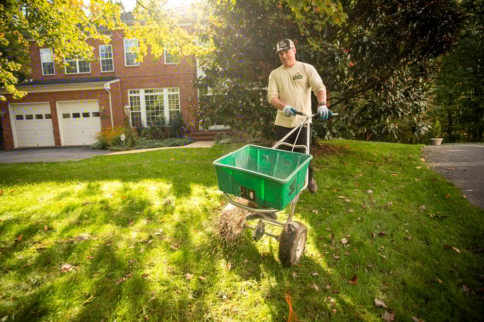 Kingstowne lawn teachnician team seeding seed overseeding 4