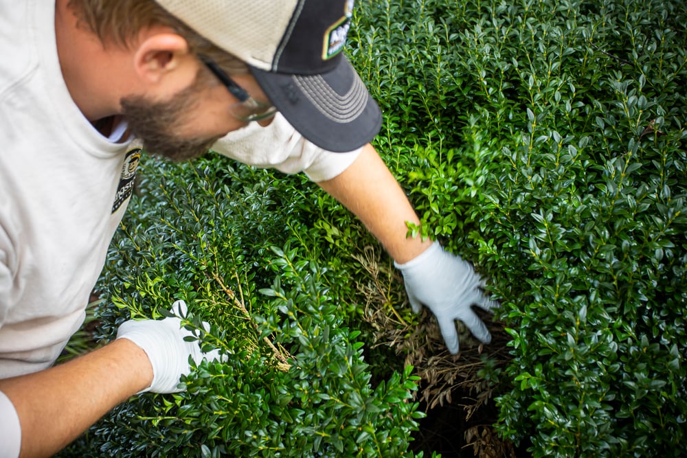 plant health care technician inspecting an evergreen shrubs for signs of pests or plant disease