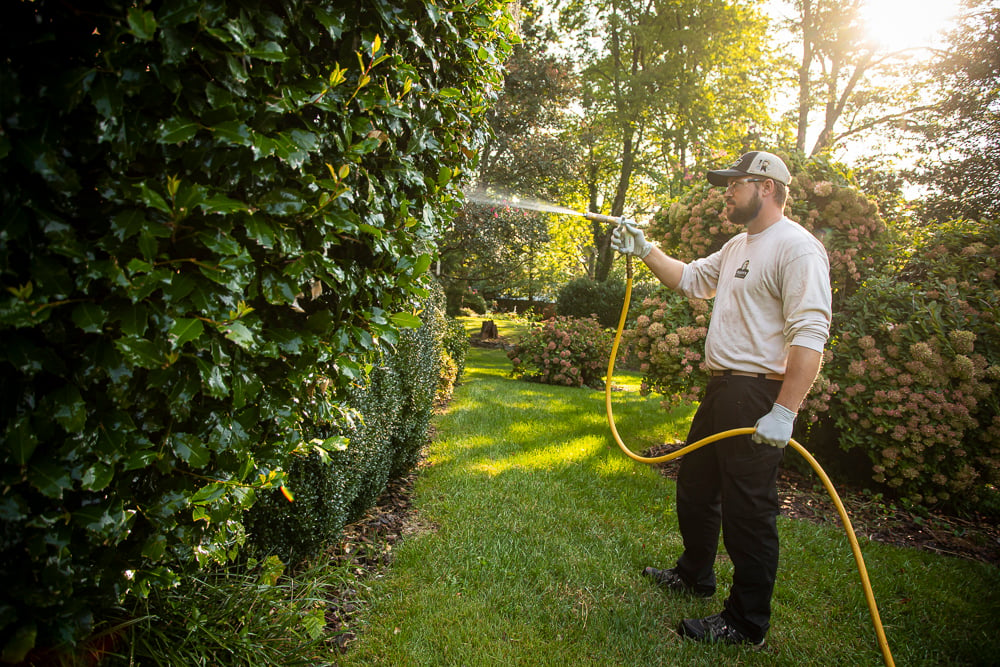 plant health care technician spraying an evergreen shrub 