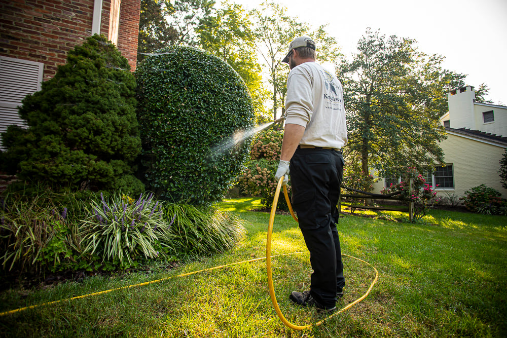 plant health care technician spraying bush