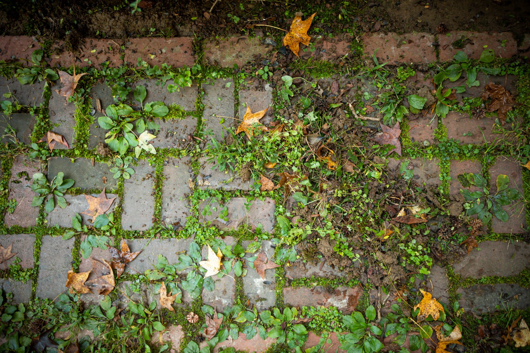 weeds growing in the joints of a paver walkway